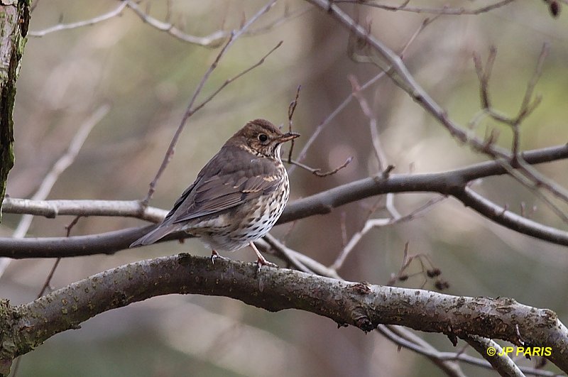 Turdus philomelos